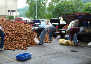 Members bag potatoes for distribution the needy during the "Great Potato Drop".